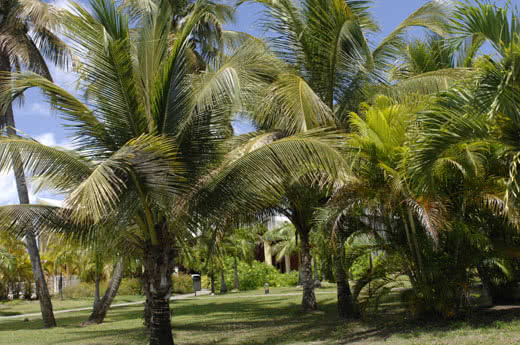 Marie Galante  Kawann Beach Hotel 
